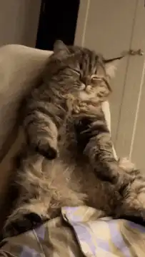 fluffy cat relaxing on couch