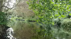 Peaceful river in a forest