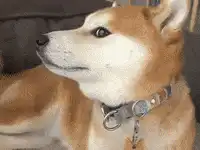 Shiba Inu Dog Zooming In