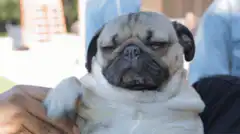 Sleepy pug being held