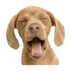 yawning puppy