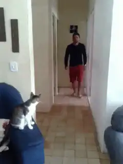 man shakes paw with cat