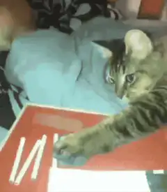 Cat smoking a cigarette