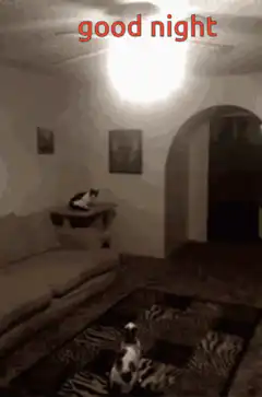 cat turns off light good night
