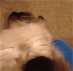Cat rolling over with wide eyes