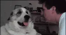 dog and man staring at each other