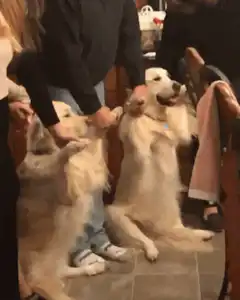 Two golden retrievers standing on hind legs