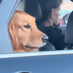 Dog window rolls up