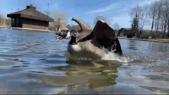 Goose taking off from water