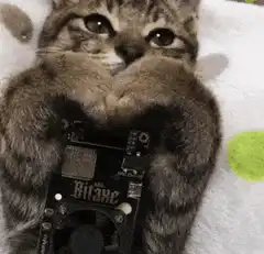 Cat holding a Bitaxe