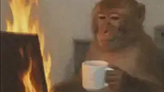 Monkey sipping coffee while laptop burns