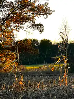 Autumn field with corn stalks and trees