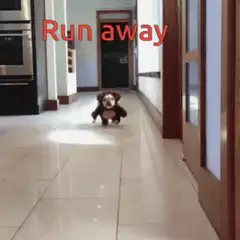 Dog running away from camera