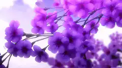 Purple cherry blossoms with falling petals