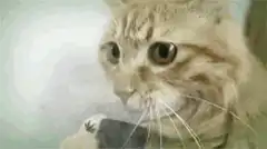Cat smoking a cigarette