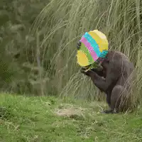 gorilla plays with colorful toy
