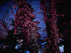 Pink trees with glitch effect