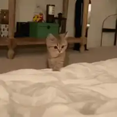 Kitten walks to bed and falls asleep
