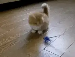 fluffy kitten plays with blue toy