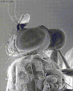 Scanning electron microscope zoom on fly eye
