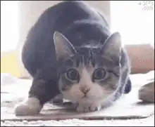 Cat then Shaquille O'Neal