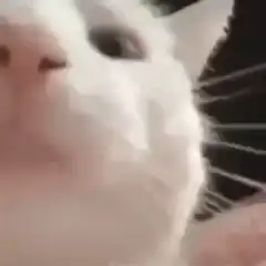 white cat being petted close up