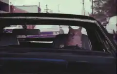 Cat sitting in driver's seat of car