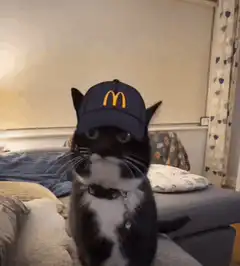 Cat wearing McDonald's hat