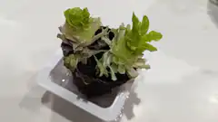 lettuce growing in soil