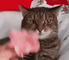 Cat gets pink bow and sparkles