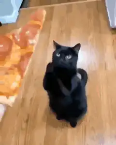 Black cat begging for pizza