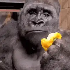 Gorilla eating yellow pepper