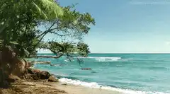 Tropical beach with palm trees and turquoise water