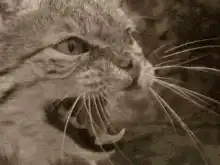 Cat yawning and looking around