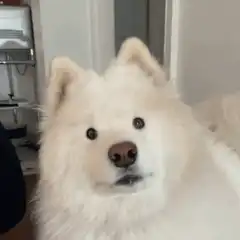 Fluffy white dog tilting head