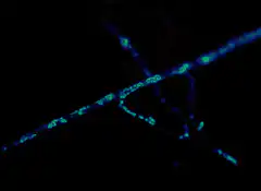 Blue fluorescent bacteria on dark background
