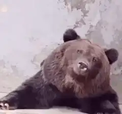 Bear gets hit in the face with water