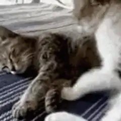 kitten cuddles sleeping cat