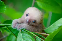 baby sloth clinging to branch