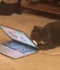 Cat slams laptop shut
