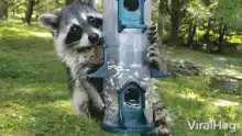 Raccoon clinging to bird feeder