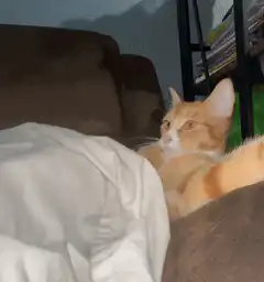 orange cat stretches on couch