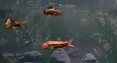 Morning Dan fish swimming