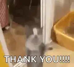 Cat standing up thanking