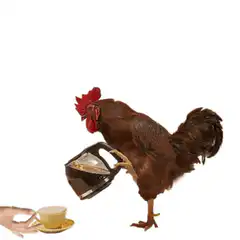 rooster pouring coffee