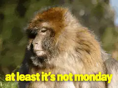 Monkey at least it's not monday