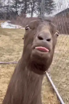Goat sticking tongue out at camera