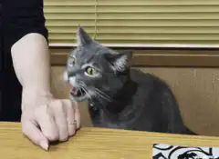 Cat bites and pats human hand