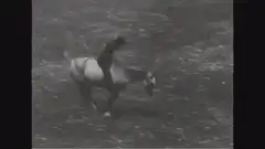 Rider falls off bucking horse