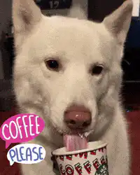 White dog licks coffee cup